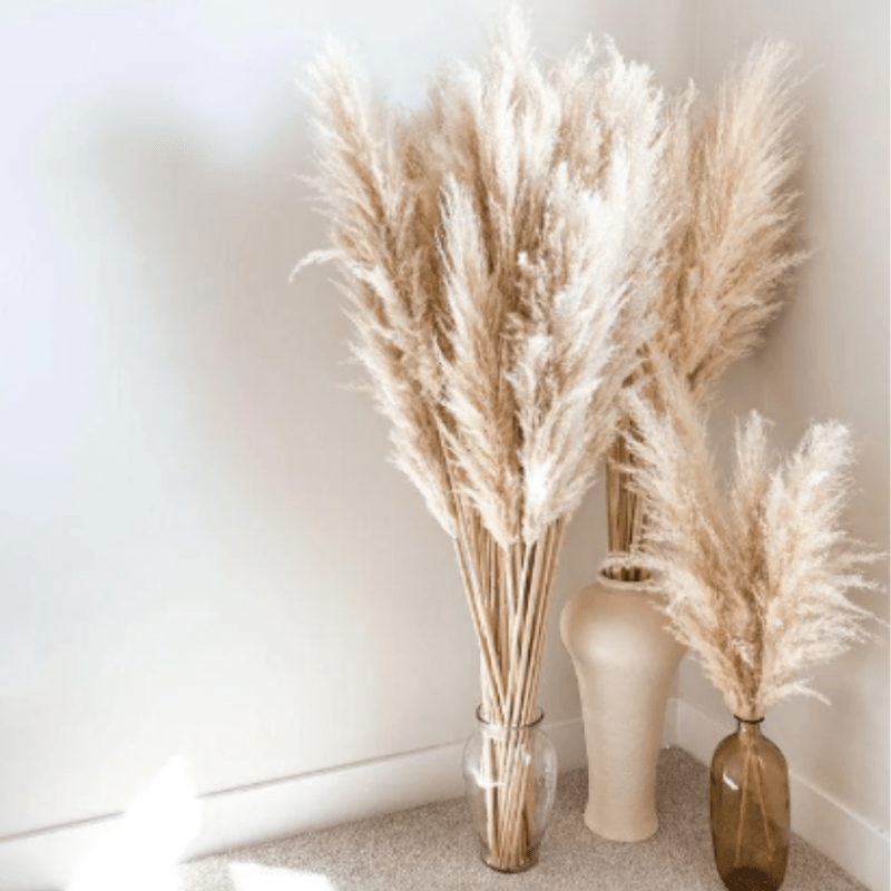 Natural Beige Dried Flower Pampas 1 pcs Perfect for home decor 150 cm - Al Ghani Stores